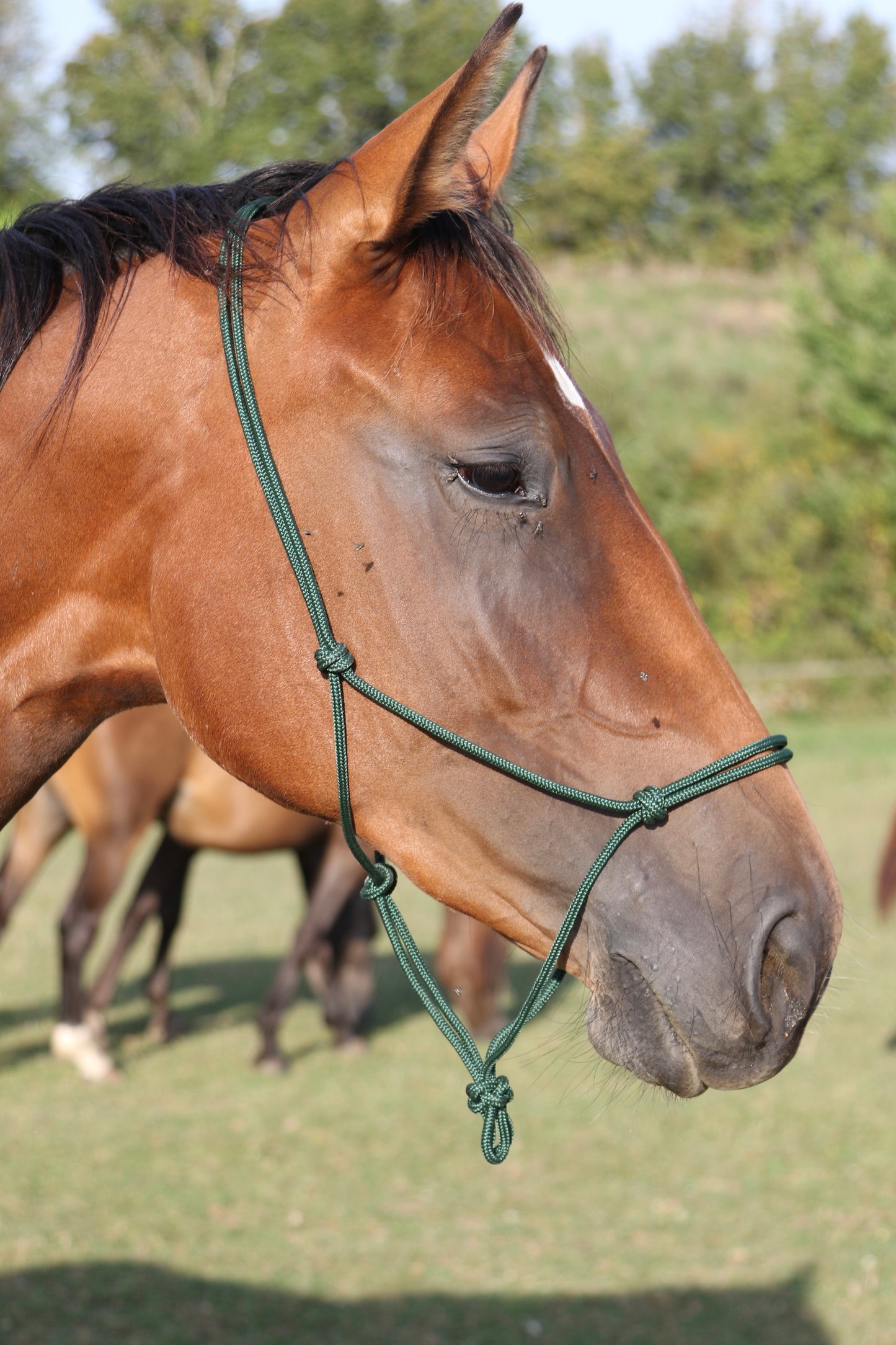 LICOL ETHOLOGIQUE | VERT SAPIN | UMOUR'S ROPES