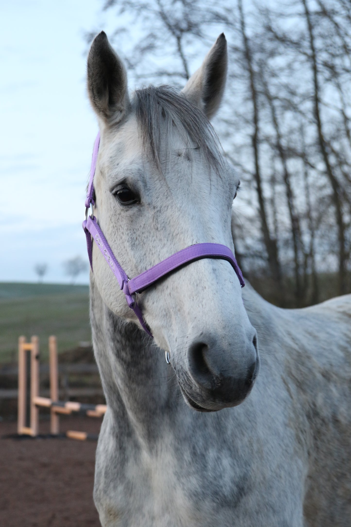 LICOL PLAT | Gamme du Maréchal | Mauve